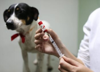 Selvíria realiza Dia “D” de vacinação contra a raiva em 27 de setembro