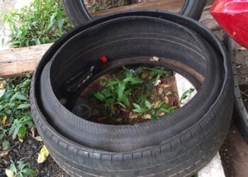 Vigilância Epidemiológica alerta para aumento de criadouros da dengue em Ilha Solteira