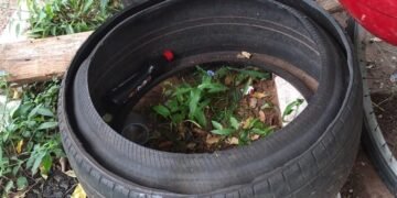 Vigilância Epidemiológica alerta para aumento de criadouros da dengue em Ilha Solteira