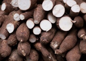 Inscrições abertas para curso gratuito de Processamento da Mandioca em Selvíria