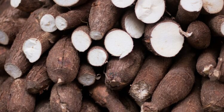 Inscrições abertas para curso gratuito de Processamento da Mandioca em Selvíria